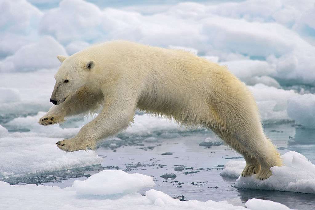 Urso polar puzzle online