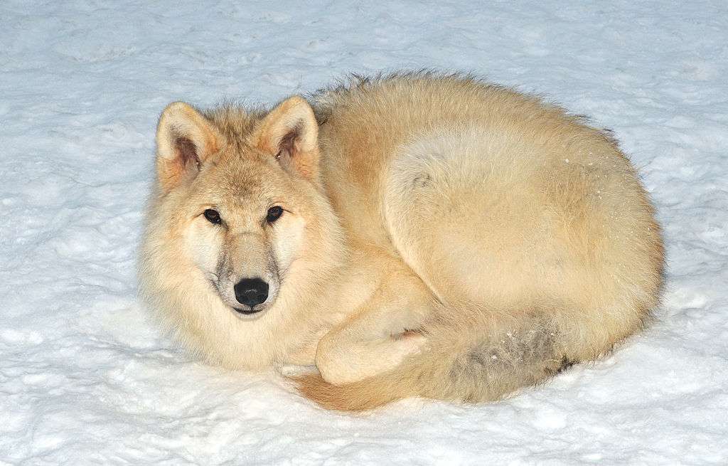 Арктический волк онлайн-пазл
