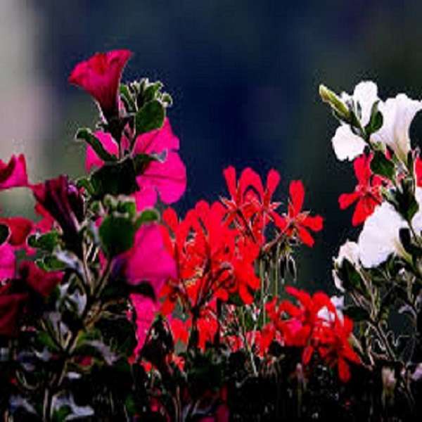 Балконни цветя. онлайн пъзел