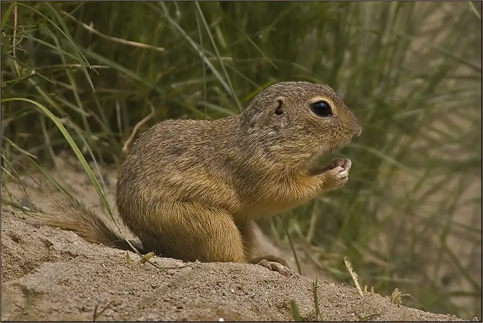 Ховрах. Европейский суслик. Реликт юмронқозиқ- Spermophilus relictus. Citellus lateralis. Spermophilus tridecemlineatus