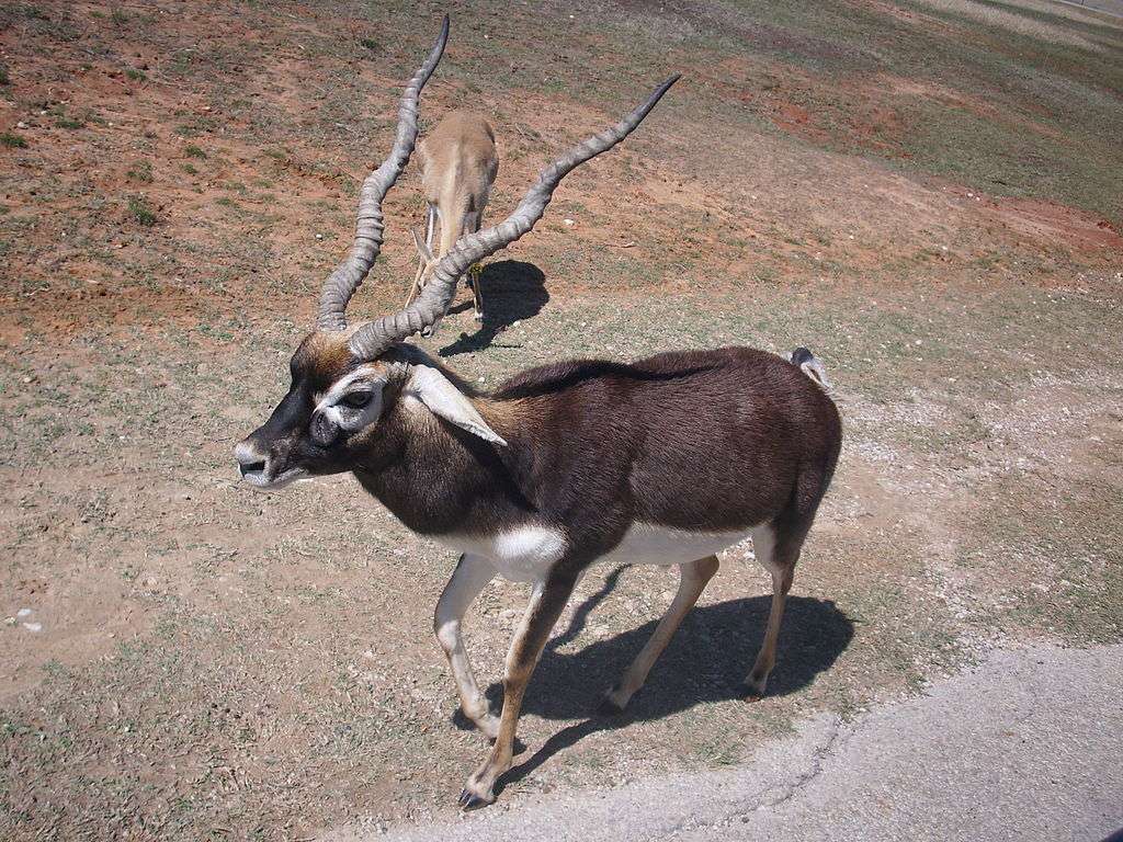 Antilope indiana puzzle online