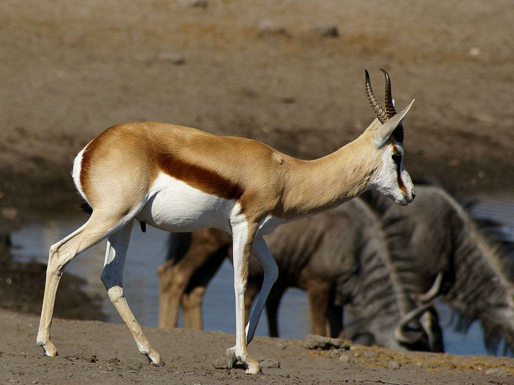 Antilope-springers online puzzel