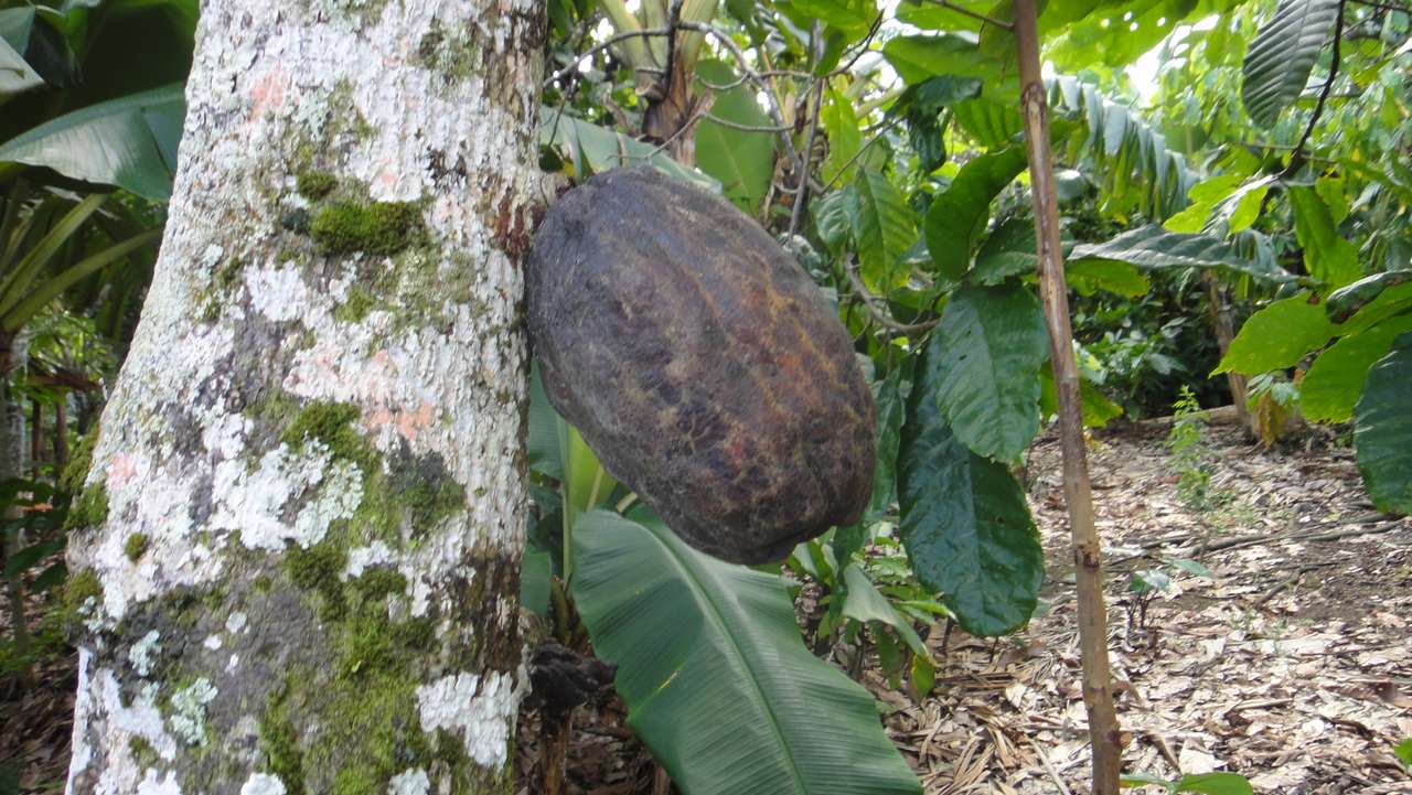 Cacaowiec gyümölcs - Dominikai Köztársaság kirakós online