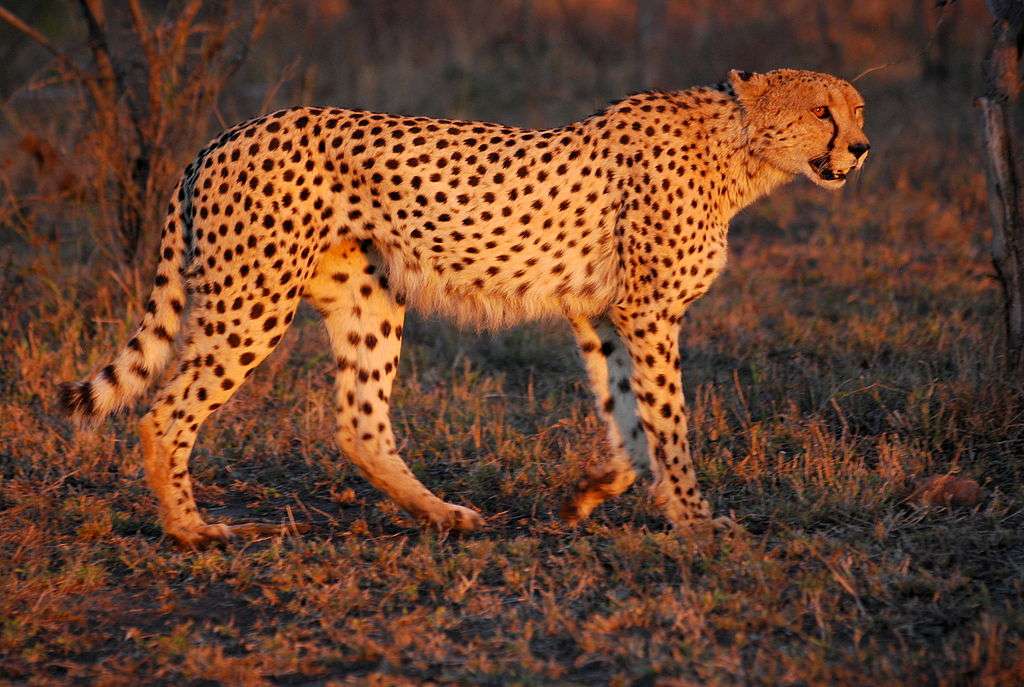 Manen cheetah online puzzel