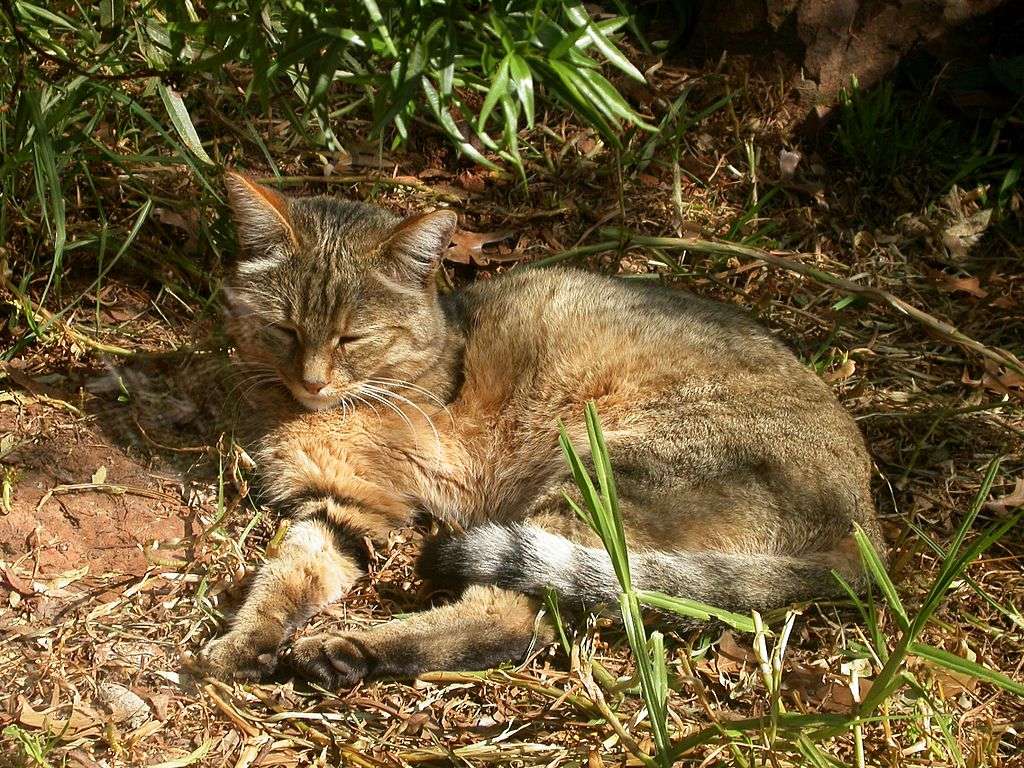 Núbiai macska kirakós online