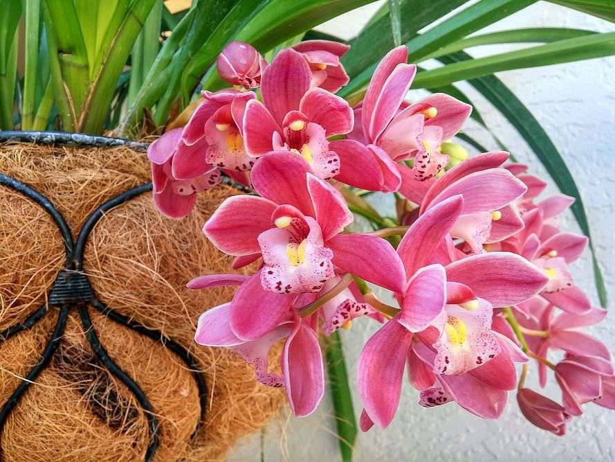 орхидея пазл онлайн