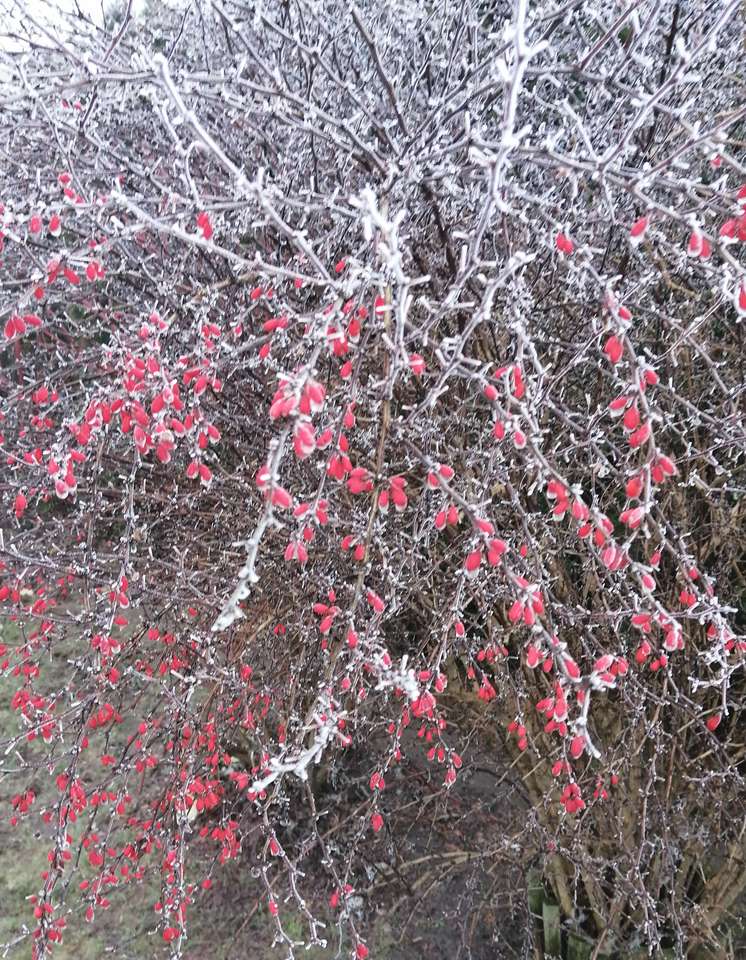 Frosted barberry jigsaw puzzle online