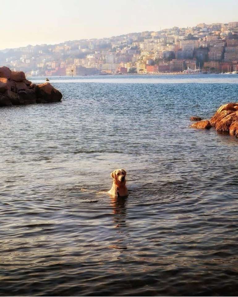 dog at the bath Naples Italy jigsaw puzzle online