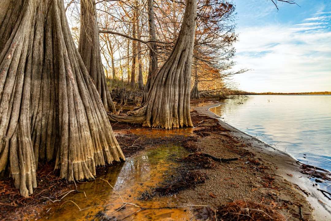 copaci bruni pe sol maro lângă corpul de apă în timpul zilei puzzle online