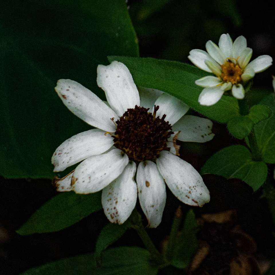 witte bloem met groene bladeren legpuzzel online