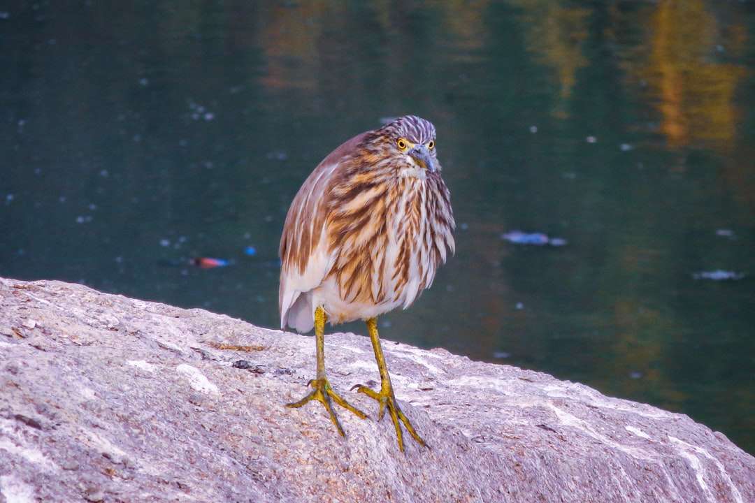 коричневая и белая птица на серой скале возле водоема пазл онлайн
