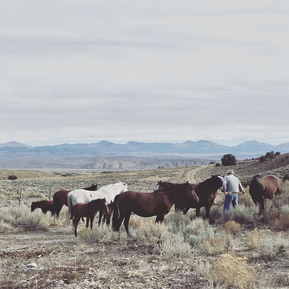 tehéncsorda barna füves területen napközben kirakós online