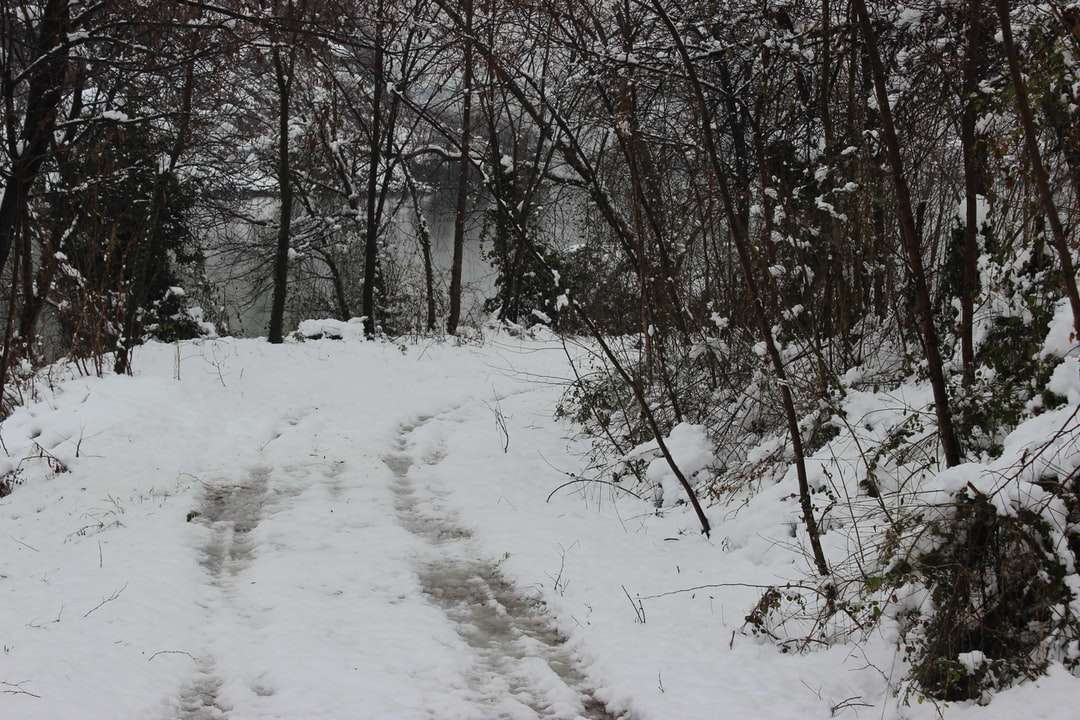 campo cubierto de nieve y árboles desnudos durante el día rompecabezas en línea