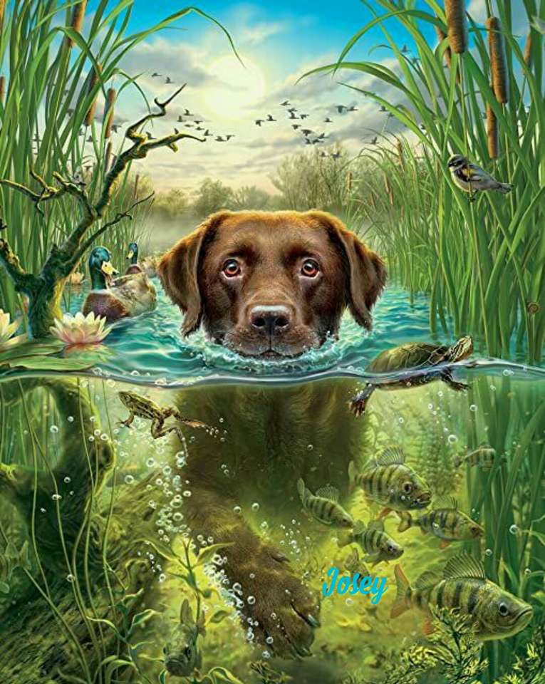 Hund schwimmen Online-Puzzle