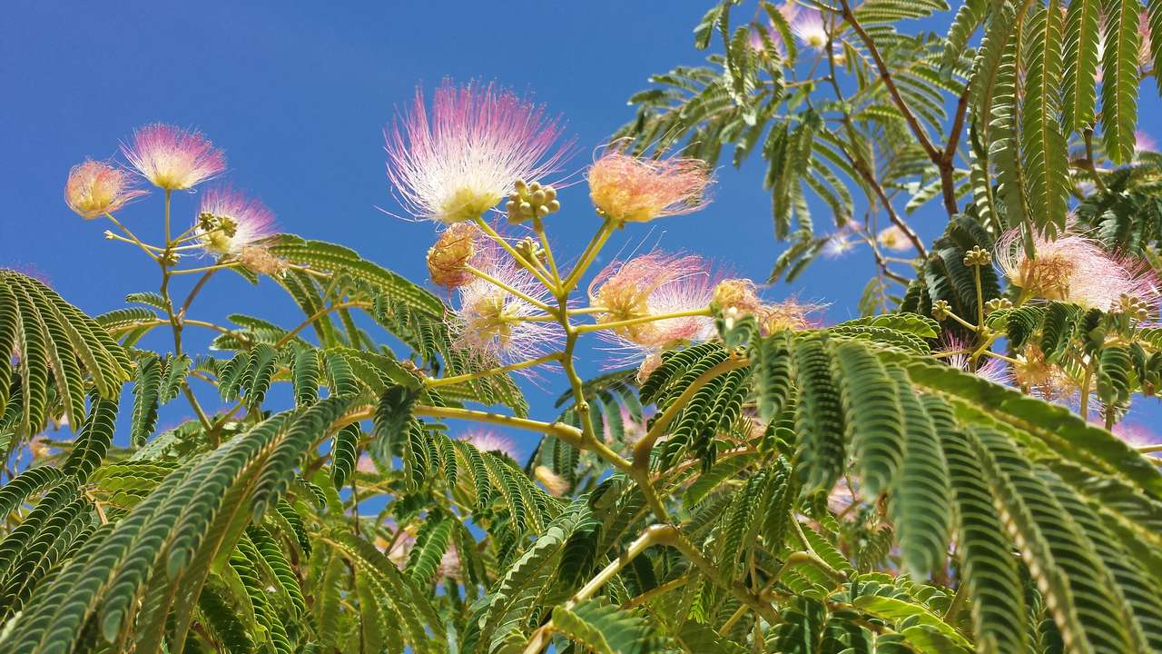 Kvetoucí strom a modrá obloha skládačky online