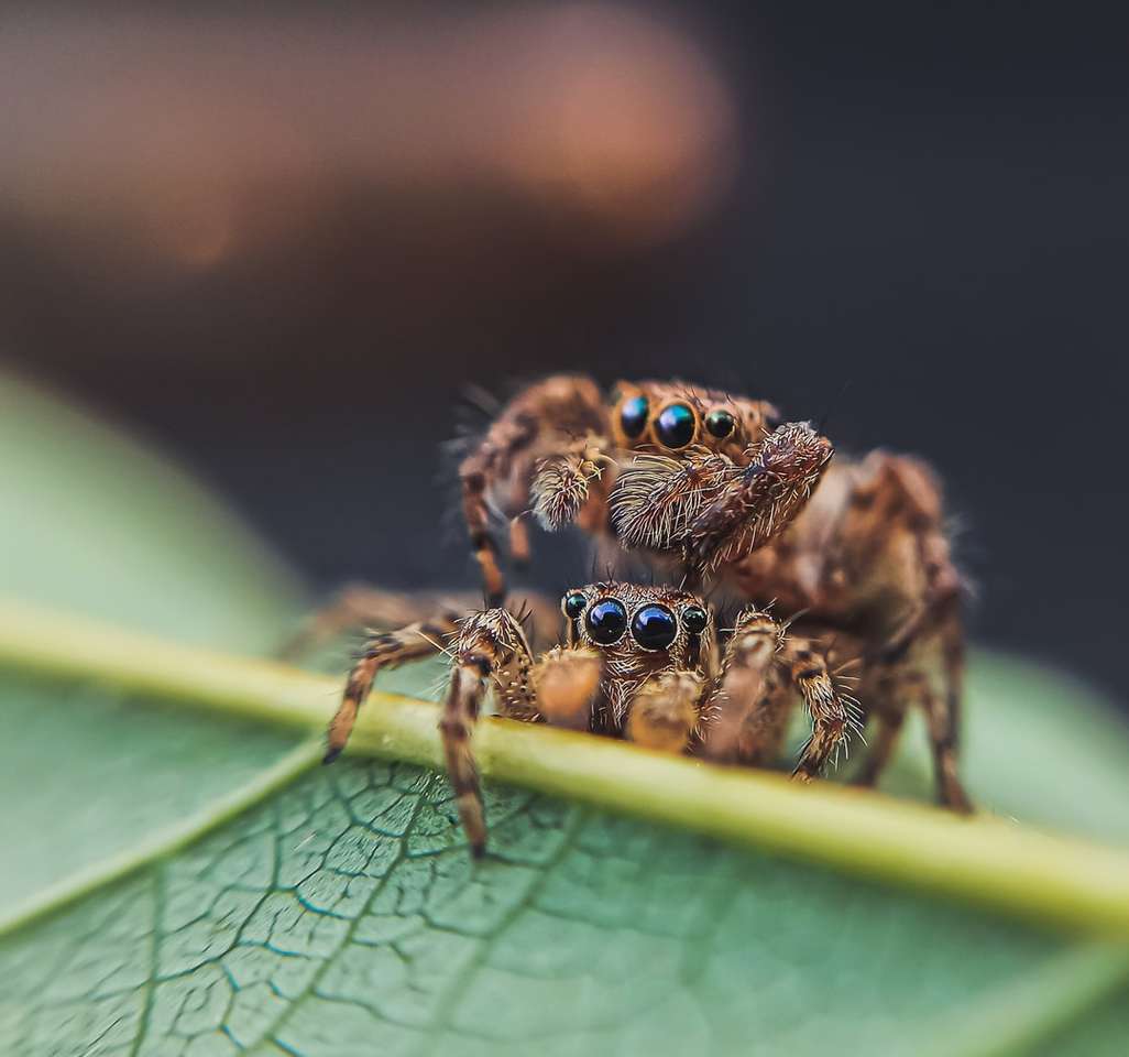 hnědý a černý skákající pavouk na zelený list skládačky online