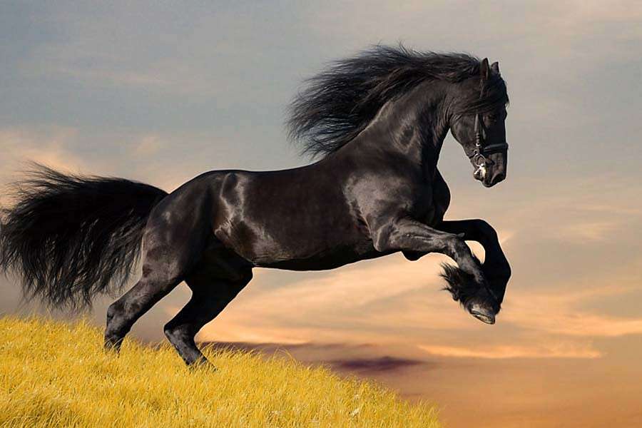 Cavalo preto frisão em um salto quebra-cabeças online