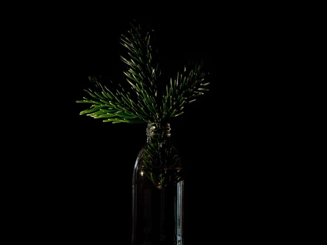 透明なガラスの花瓶の緑の植物 ジグソーパズルオンライン
