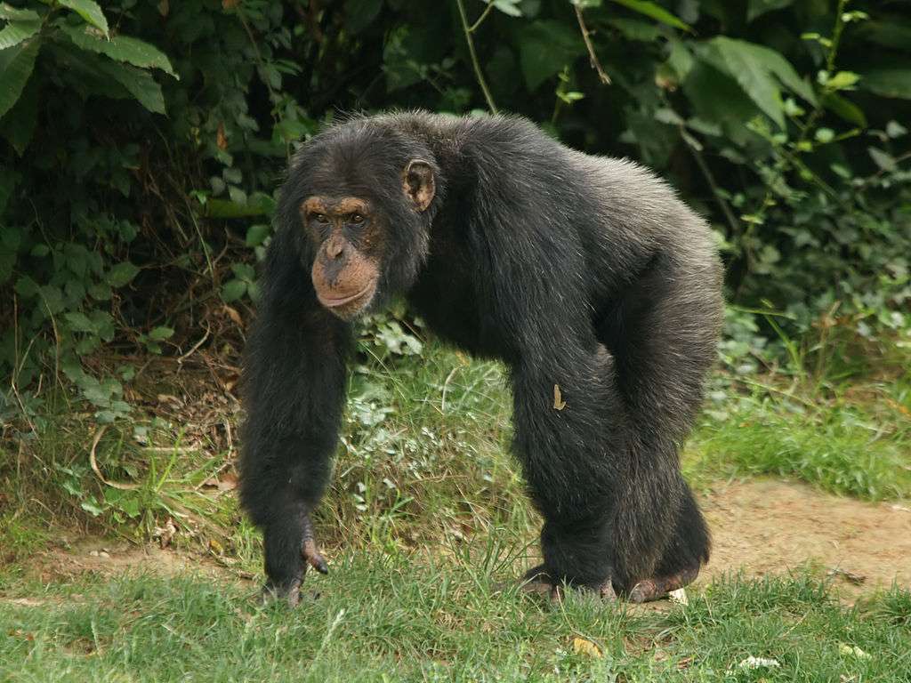 Шимпанзе онлайн-пазл