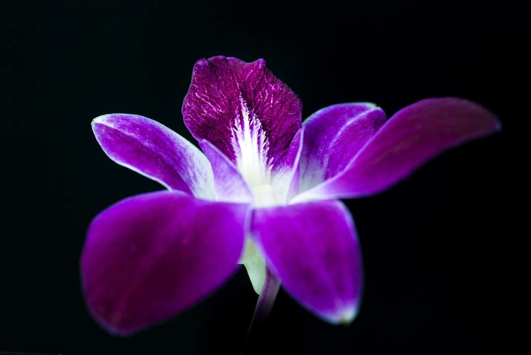 μωβ λουλούδι σε μαύρο φόντο online παζλ