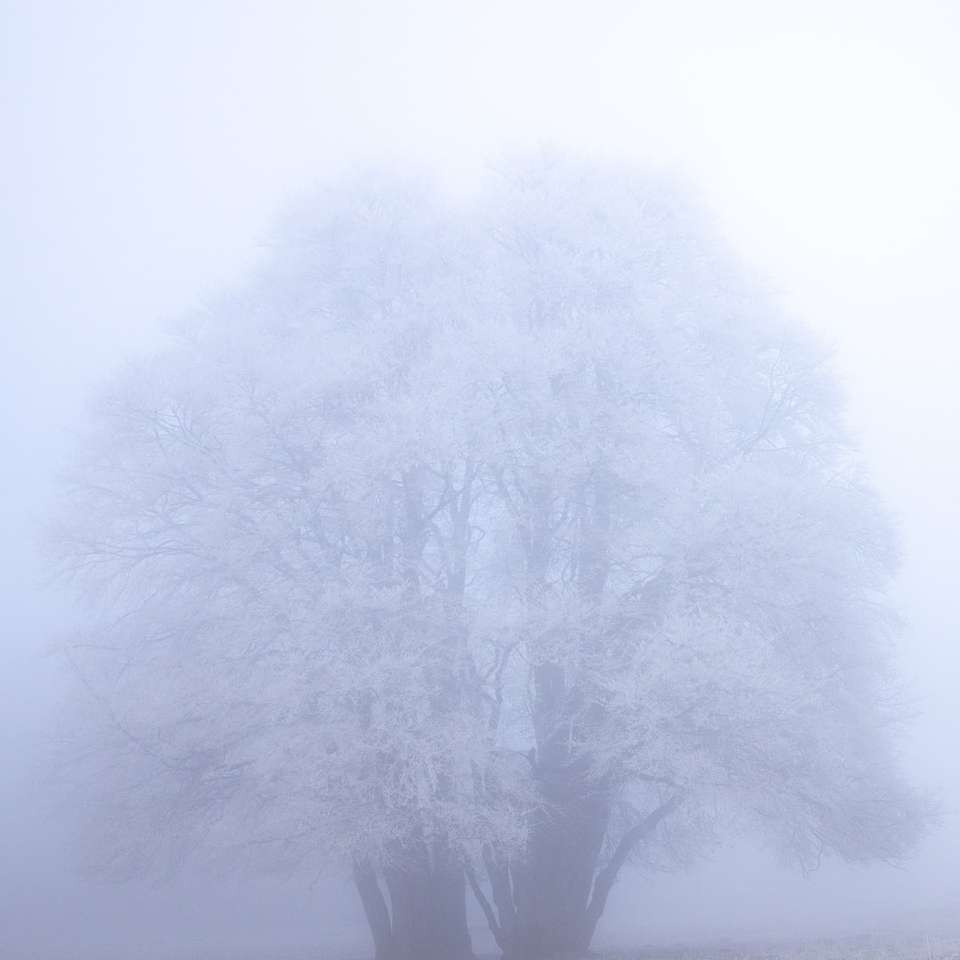 λευκό δέντρο σε άσπρο φόντο online παζλ