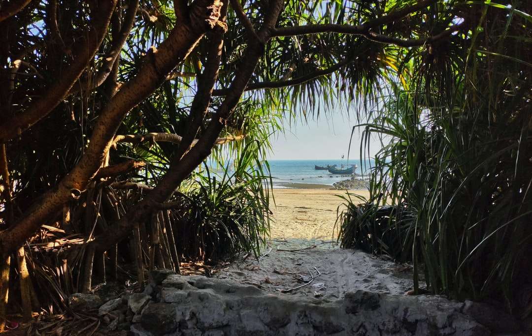 groene palmboom op wit zandstrand overdag online puzzel