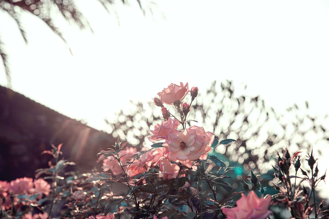 rózsaszín virágok, zöld levelekkel online puzzle