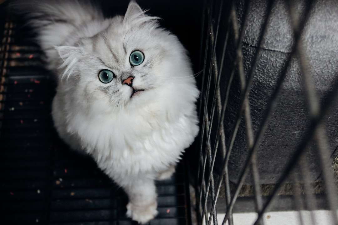 λευκή περσική γάτα σε μαύρο κλουβί online παζλ