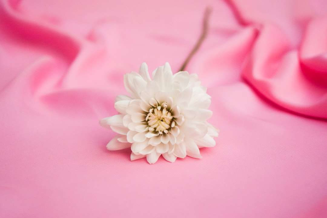 vit blomma på rosa textil Pussel online
