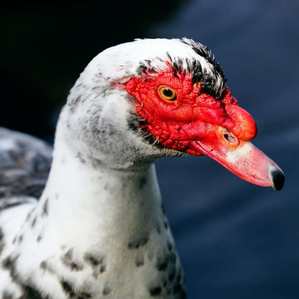 weiße und rote Ente auf schwarzem Felsen Puzzlespiel online