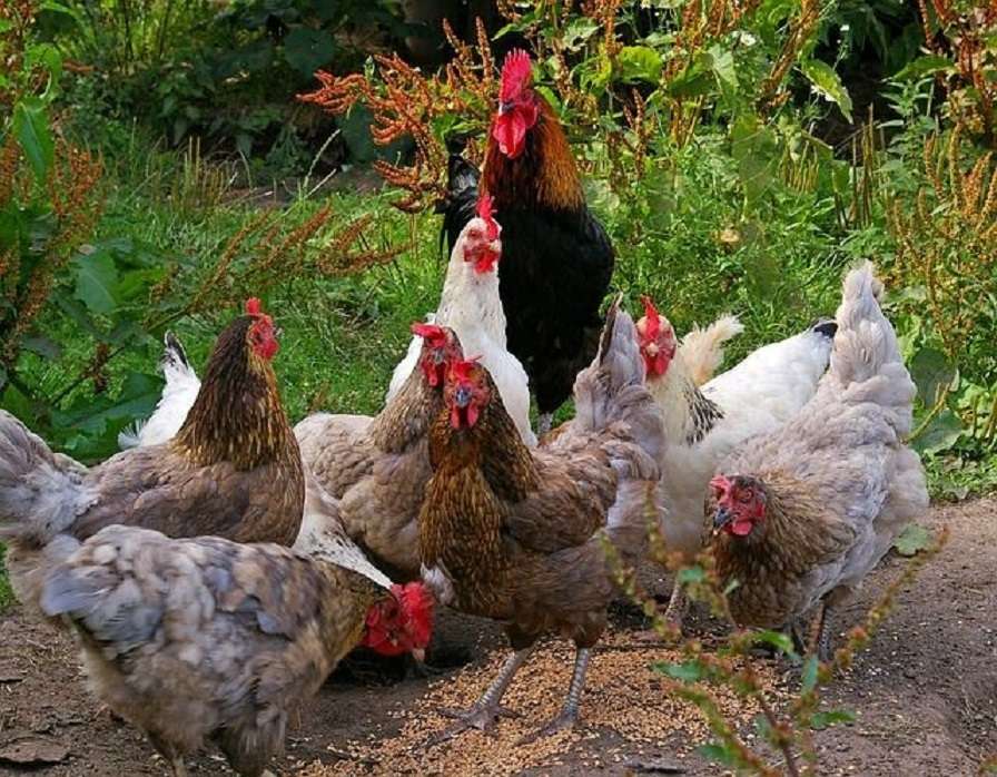 Tupp med kycklingar. Pussel online