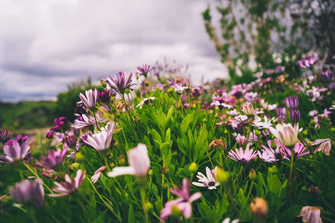 flores brancas e roxas em campo de grama verde puzzle online