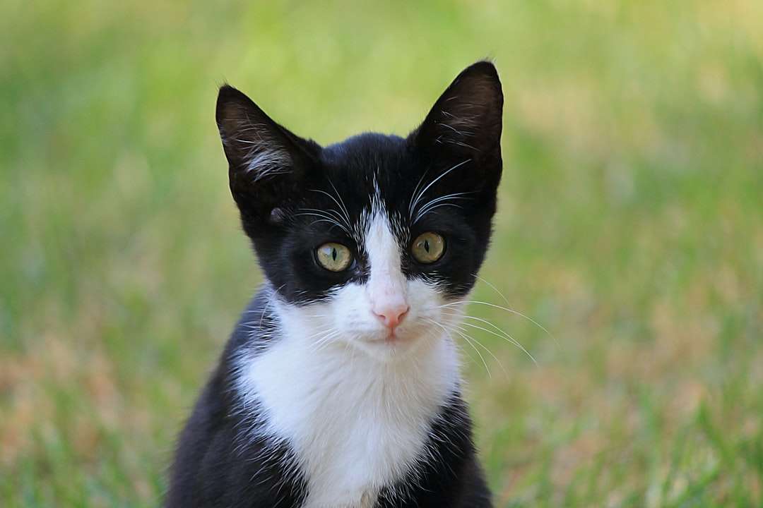 fekete-fehér macska zöld füves területen nappali kirakós online