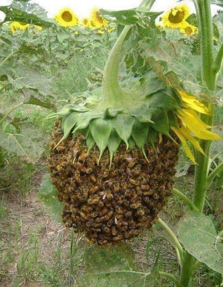 Neuvěřitelné včely online puzzle