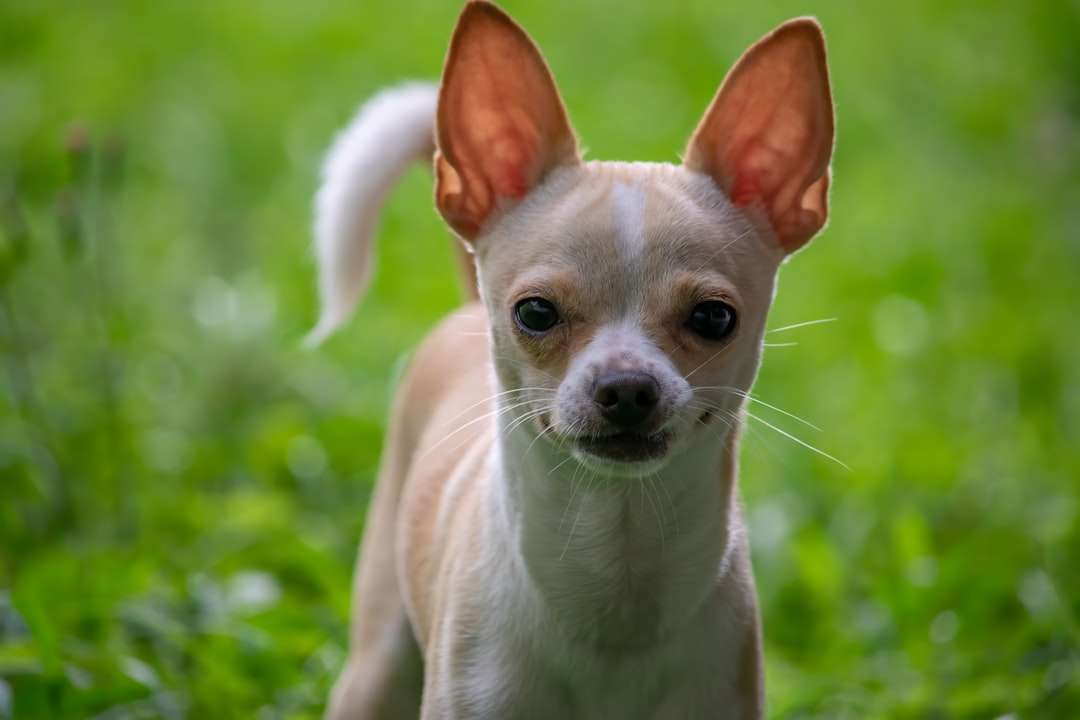 白と茶色のチワワの子犬 ジグソーパズルオンライン