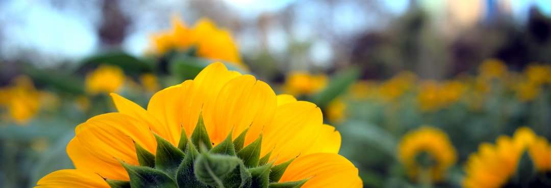 flor amarela em lente tilt shift quebra-cabeças online