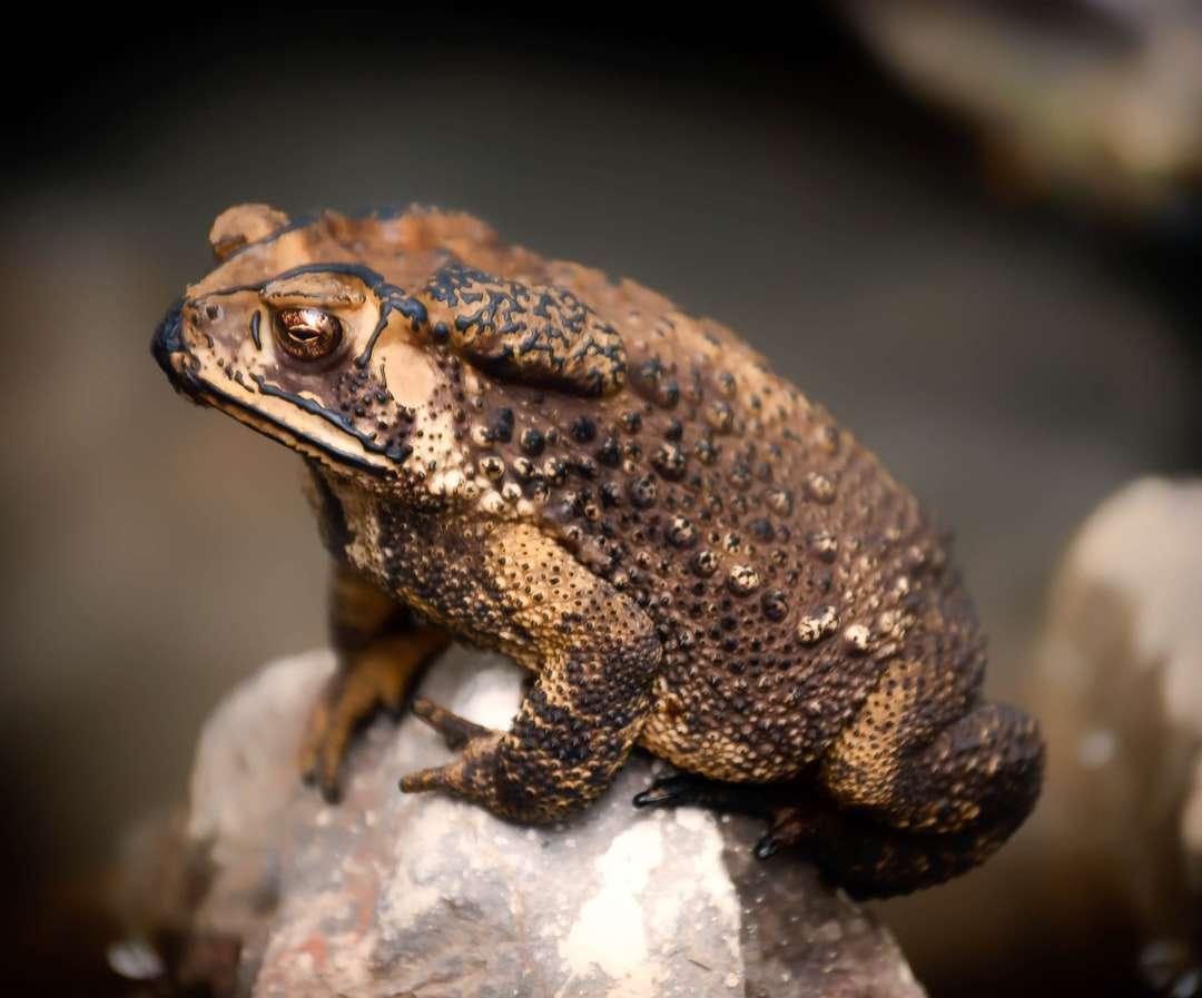 коричневая лягушка на серой скале онлайн-пазл