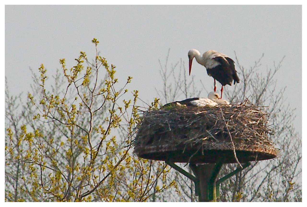 stork on the nest jigsaw puzzle online