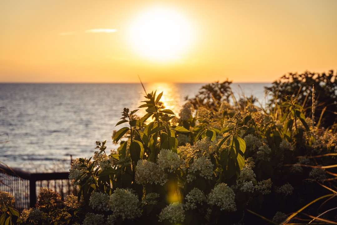 green plant near body of water during sunset online puzzle