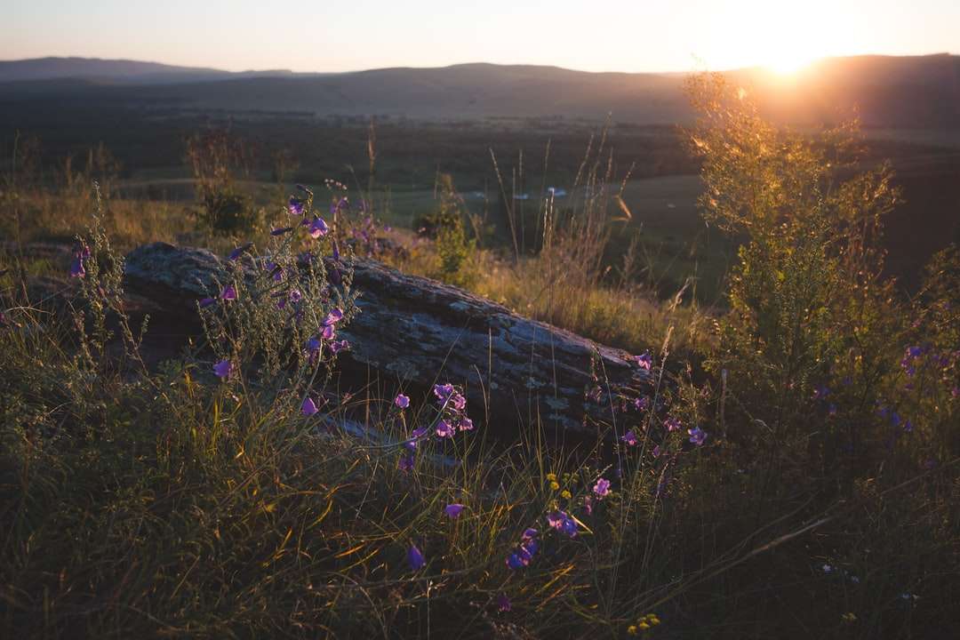 champ de fleurs violettes au coucher du soleil puzzle en ligne