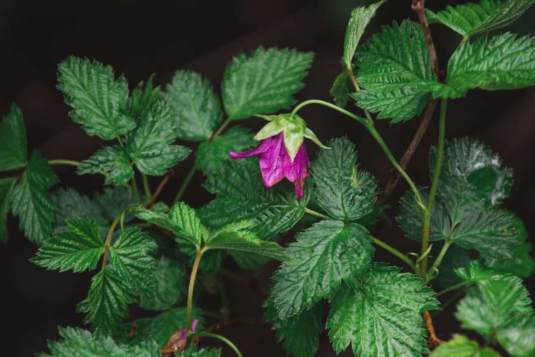 fiore viola con foglie verdi puzzle online