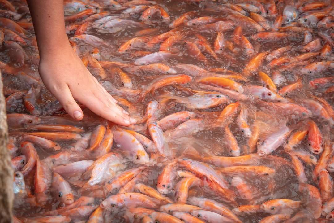 pessoa segurando peixes laranja e brancos puzzle online