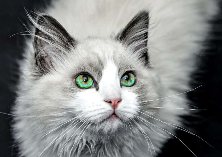 кошка с зелеными глазами онлайн-пазл