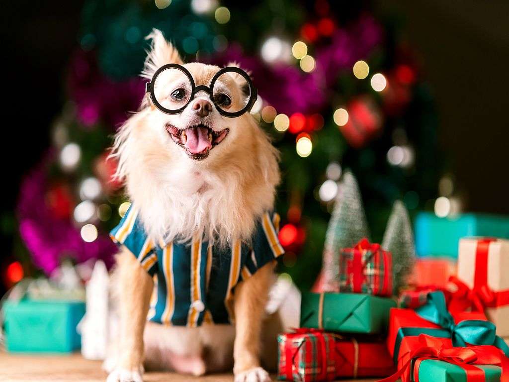 кученце на Коледа онлайн пъзел
