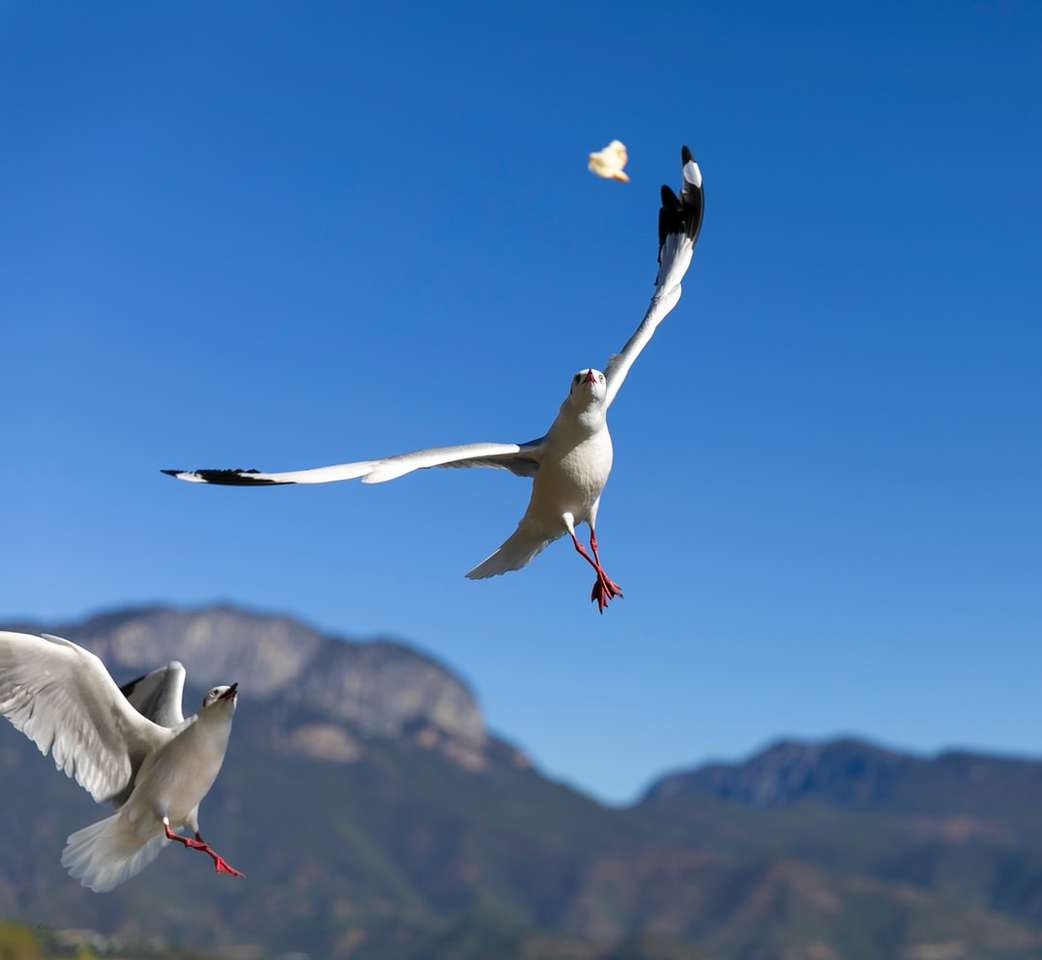 vit fågel som flyger under dagtid pussel på nätet