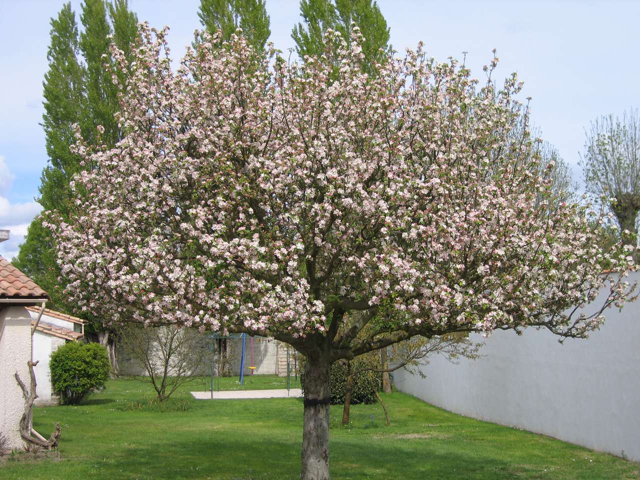 ябълково дърво в разцвет онлайн пъзел