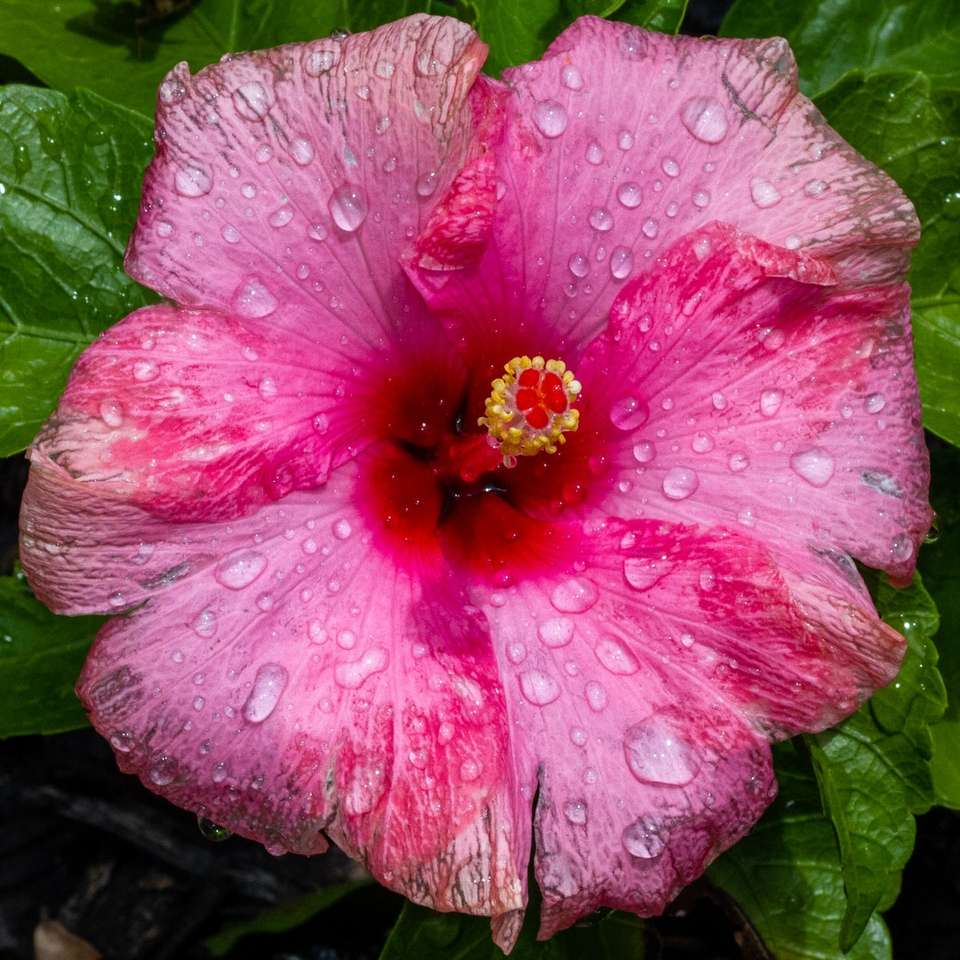 flor rosa com gotas de água puzzle online