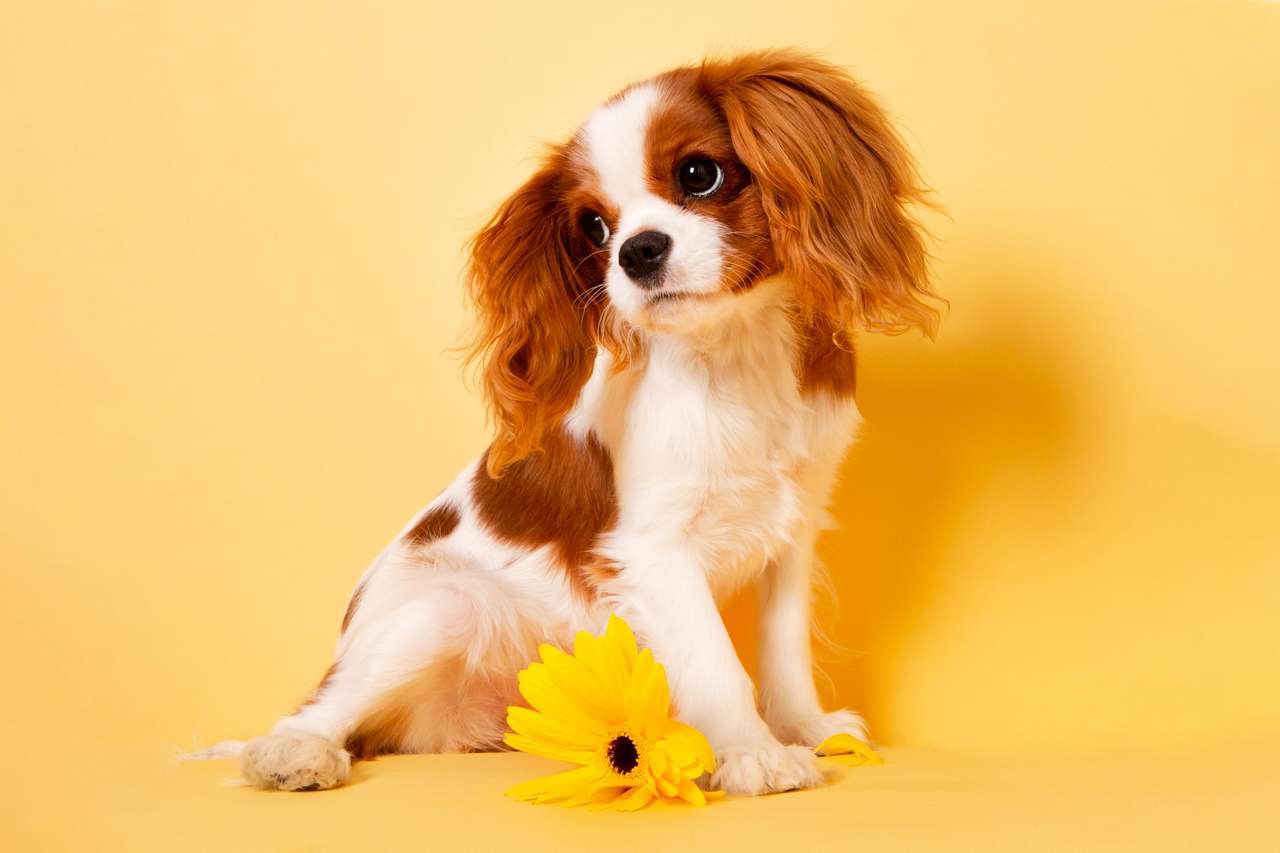 Cachorro amarelo puzzle online
