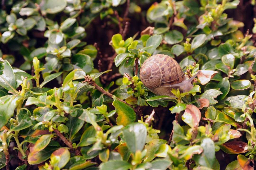escargot brun sur plante verte pendant la journée puzzle en ligne