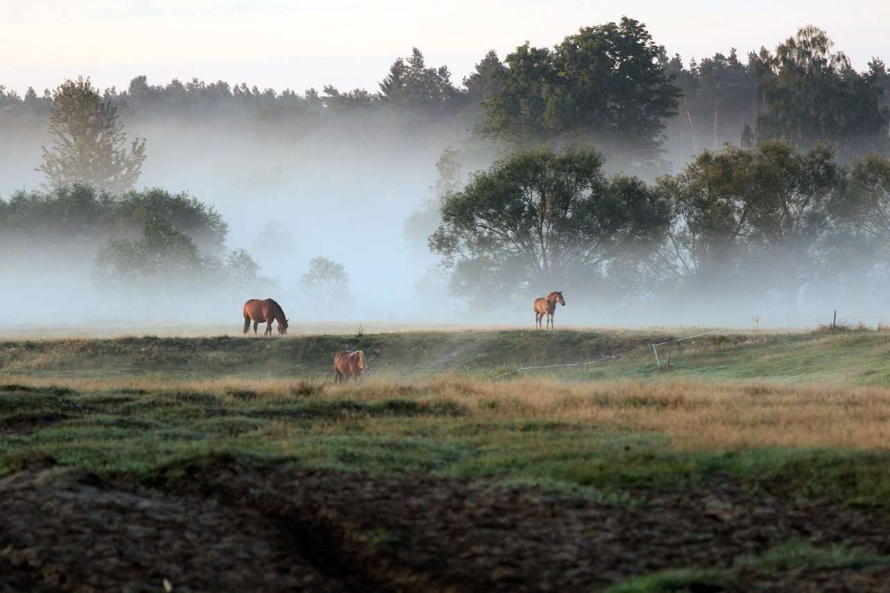 Туман и лошади пазл онлайн